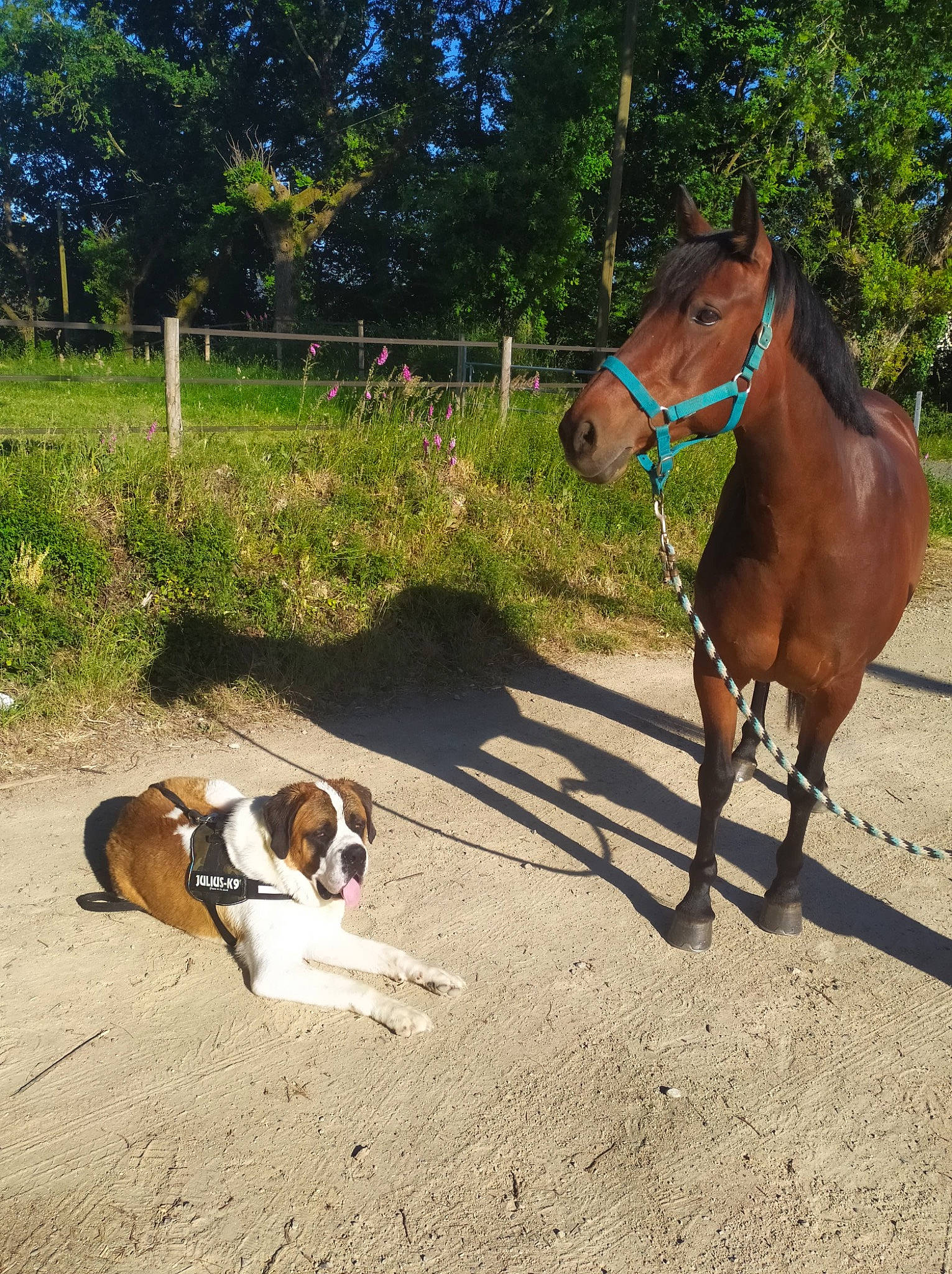 Guts a rejoint le concours — aidez-le/la à gagner de superbes lots ! bridle, bulldog, carnivore, collar, companion_dog, dog, dog_breed, fawn, grass, horse_supplies, horse_tack, landscape, leash, pet_supply, plant, scent_hound, snout, tree, vertebrate, working_animal