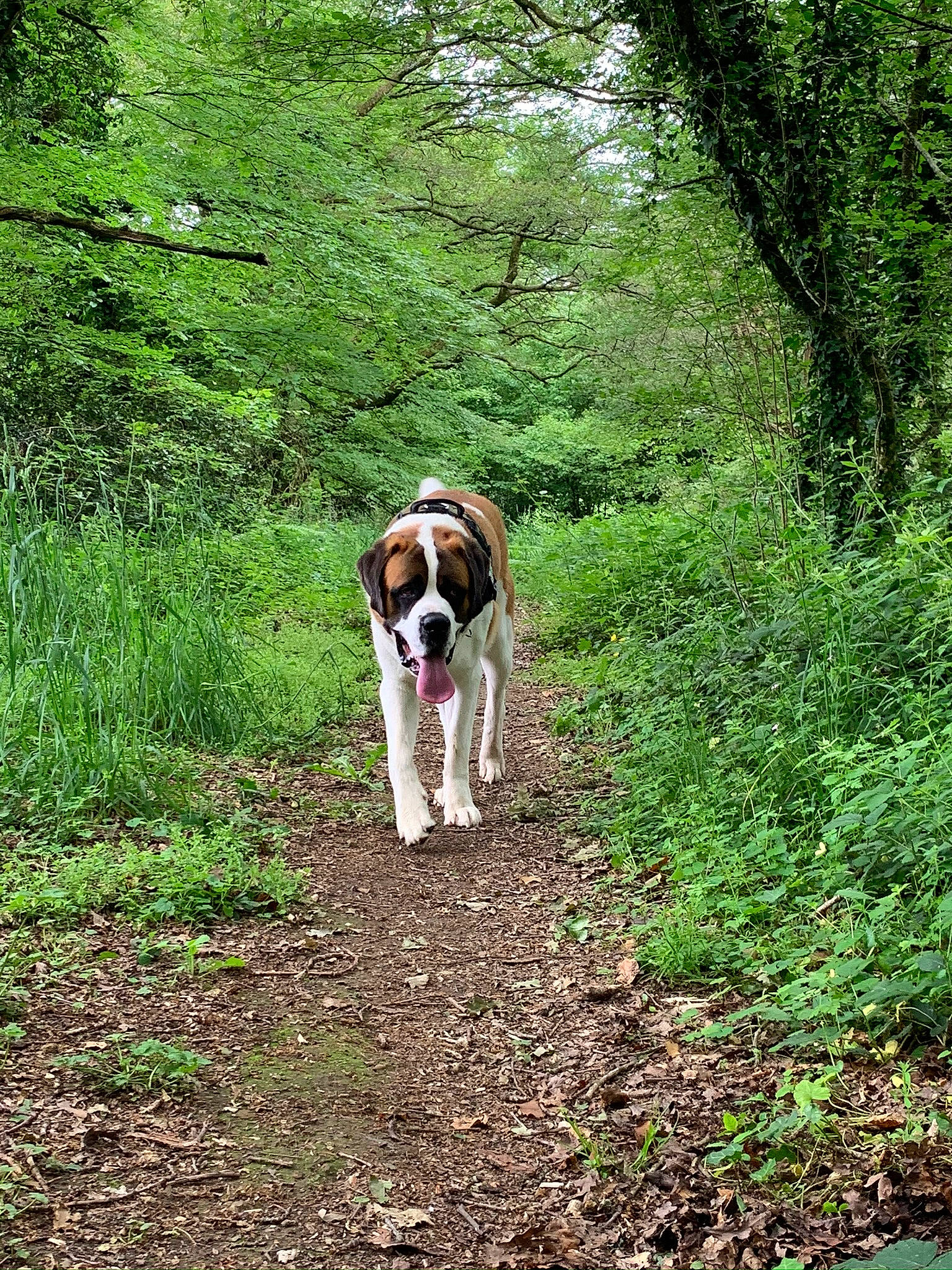 Guts a rejoint le concours — aidez-le/la à gagner de superbes lots ! canidae, carnivore, companion_dog, dog, dog_breed, fawn, forest, grass, jungle, landscape, natural_landscape, old_growth_forest, plant, soil, tail, temperate_broadleaf_and_mixed_forest, terrestrial_plant, tree, woodland, working_animal