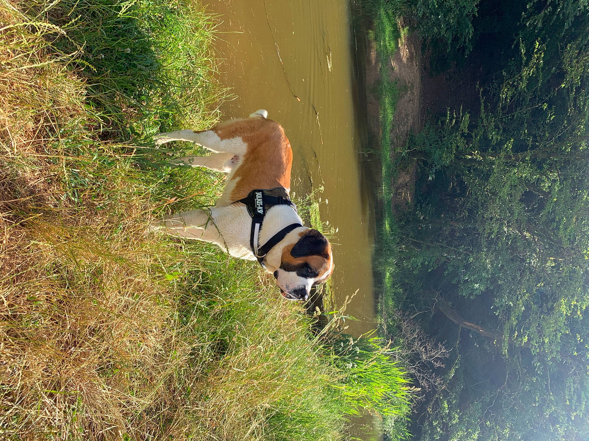 Guts a rejoint le concours — aidez-le/la à gagner de superbes lots ! _geese_and_swans, adventure, canidae, ducks, fun, grass, grass_family, grassland, landscape, leisure, pasture, people_in_nature, plant, recreation, reflection, shadow, shrub, soil, sporting_group, tree
