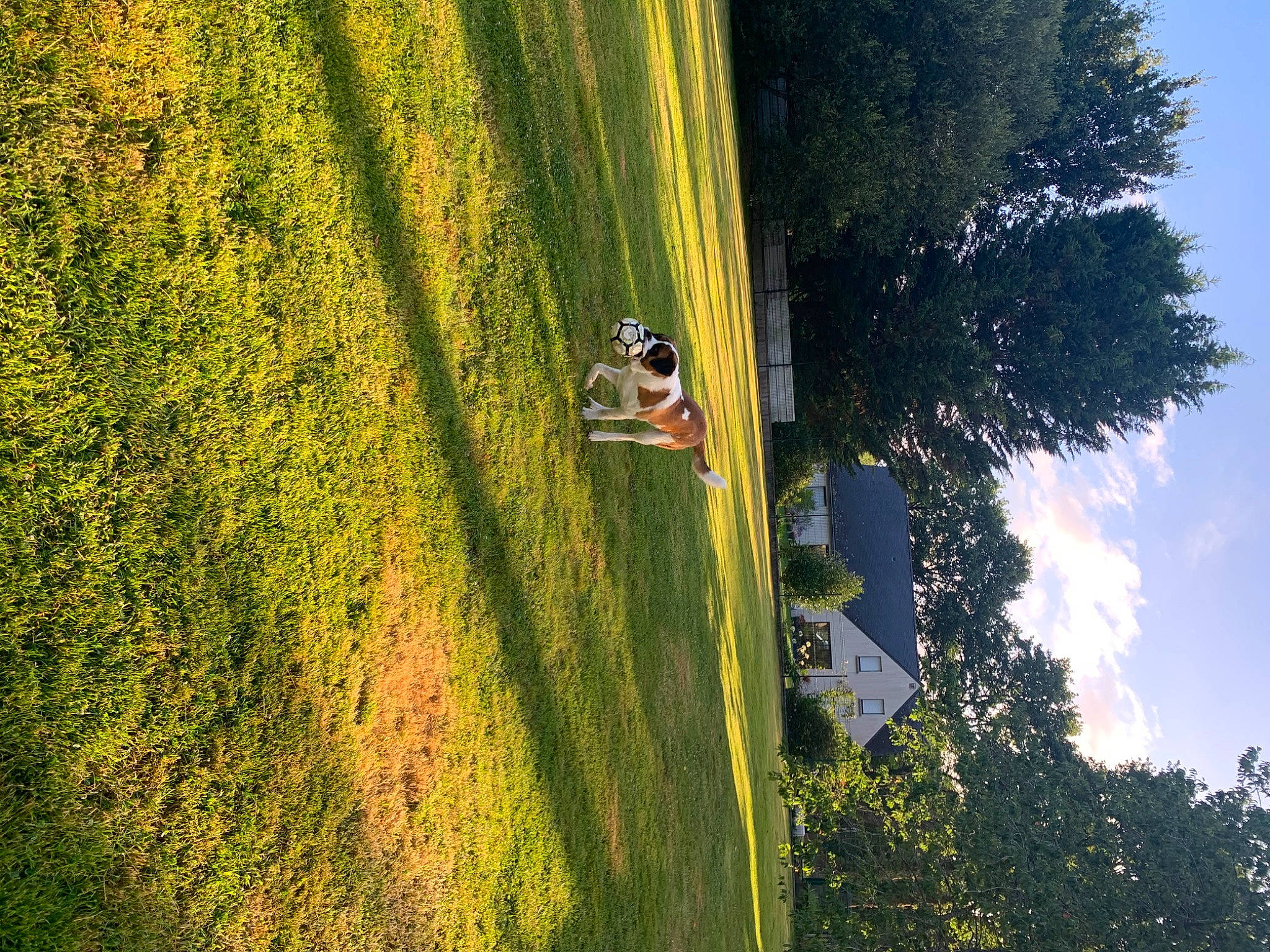 Guts participe au concours pour gagner de l'argent avec cette photo : biome, grass, grassland, landscape, leaf, leisure, morning, natural_environment, nature, people_in_nature, plant, rural_area, sky, slope, sunlight, tree, vegetation, vehicle, wood, woody_plant