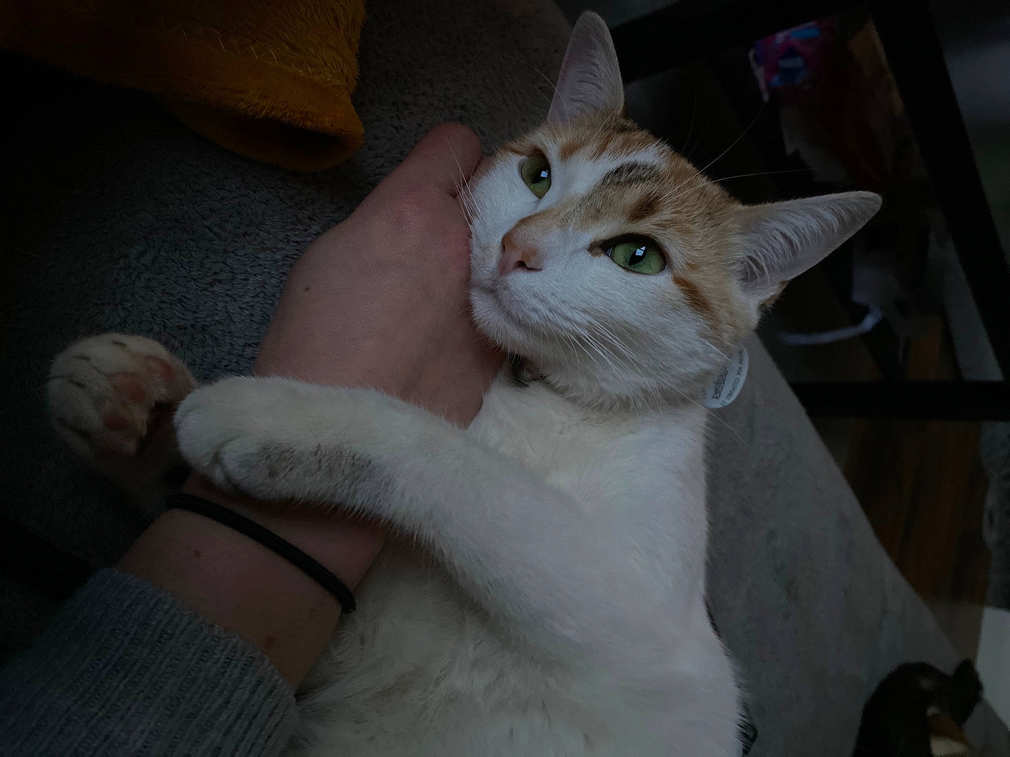 Sylia a rejoint le concours — aidez-le/la à gagner de superbes lots ! carnivore, cat, claw, comfort, domestic_short_haired_cat, ear, fawn, felidae, finger, foot, fur, gesture, nail, paw, small_to_medium_sized_cats, snout, tail, thumb, whiskers