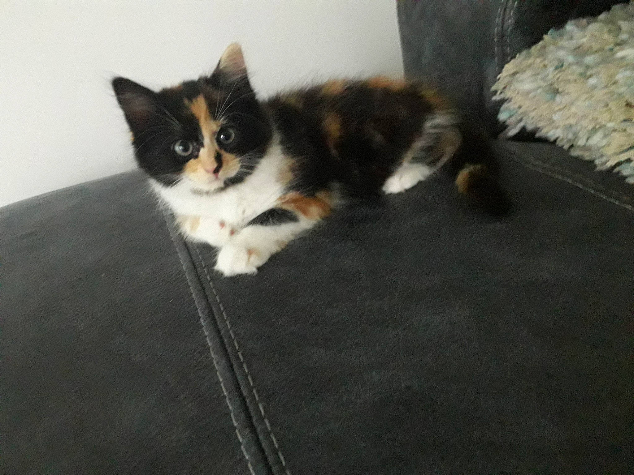 Betty is registered to the contest to win money with this photo: american_wirehair, british_semi_longhair, carnivore, cat, cymric, domestic_long_haired_cat, domestic_short_haired_cat, european_shorthair, fawn, felidae, fur, kitten, mammal, norwegian_forest_cat, paw, polydactyl_cat, small_to_medium_sized_cats, tail, vertebrate, whiskers