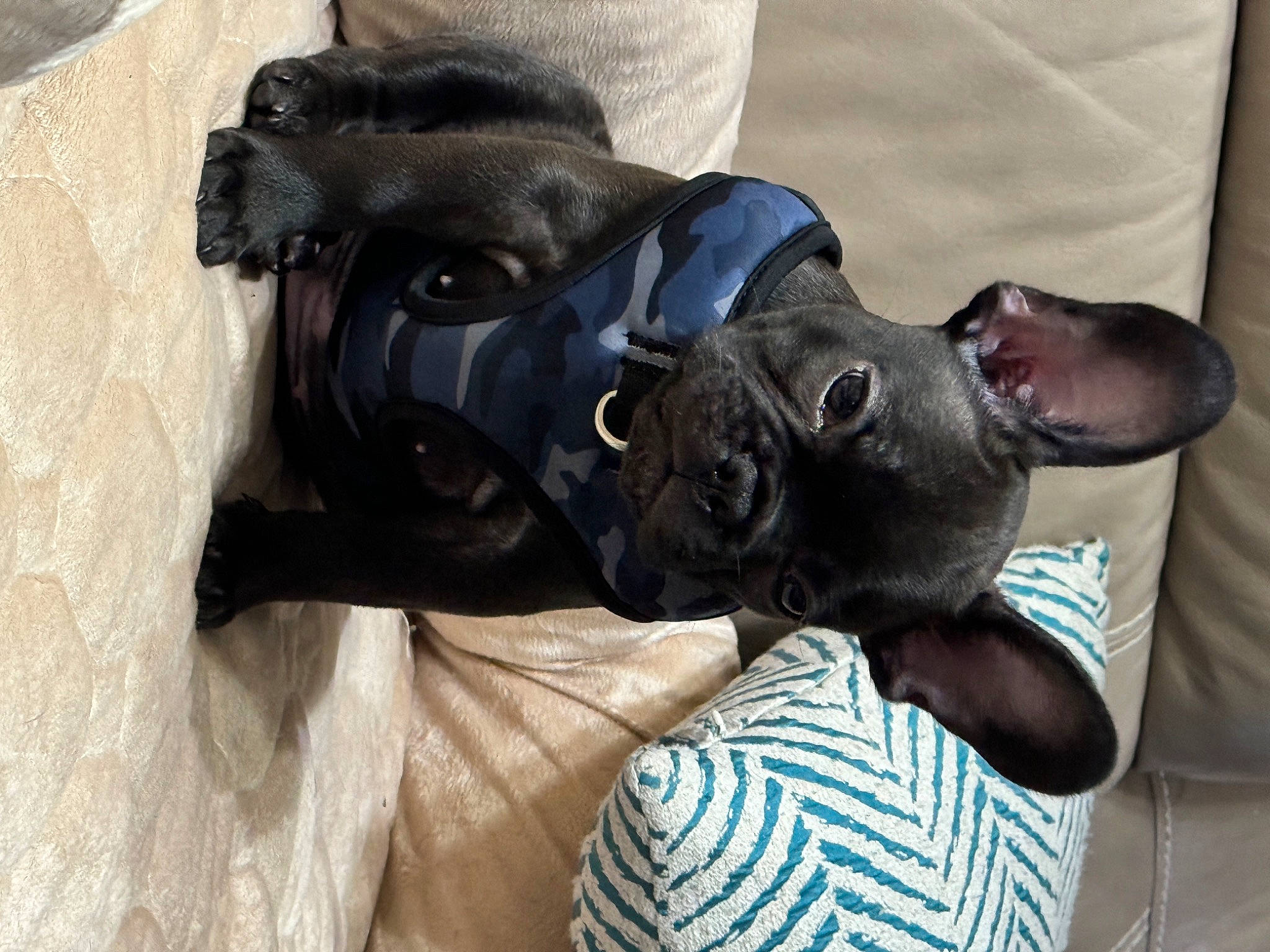 Theo joined the competition — help win amazing prizes! canidae, carnivore, collar, comfort, companion_dog, dog, dog_breed, dog_collar, fawn, fur, gesture, guard_dog, hand, leather, non_sporting_group, outdoor_shoe, personal_protective_equipment, snout, sporting_group, working_animal