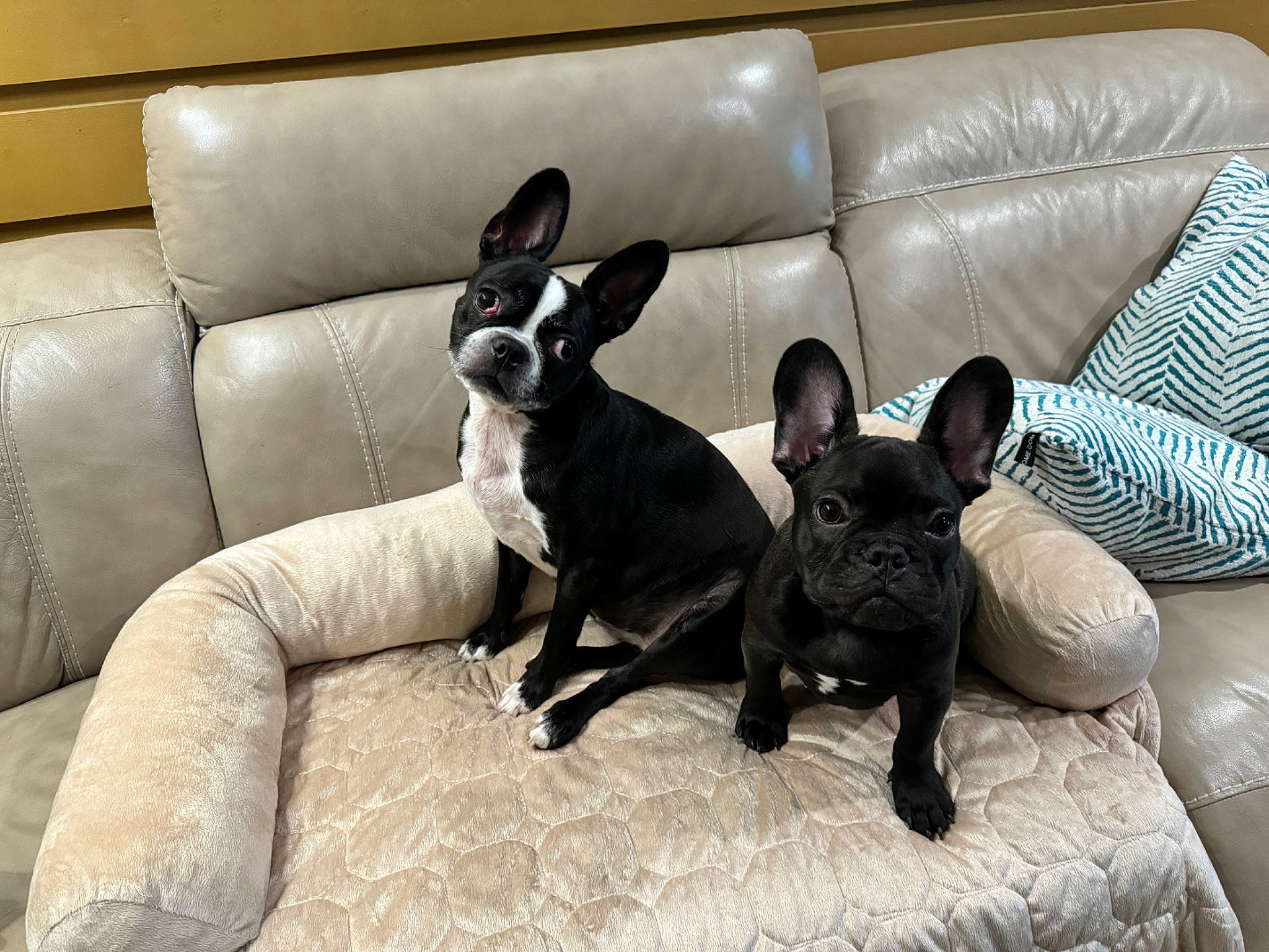 Theo joined the competition — help win amazing prizes! canidae, carnivore, comfort, companion_dog, couch, dog, dog_breed, fawn, french_bulldog, non_sporting_group, sleeper_chair, snout, sporting_group, terrestrial_animal, toy_dog, working_animal