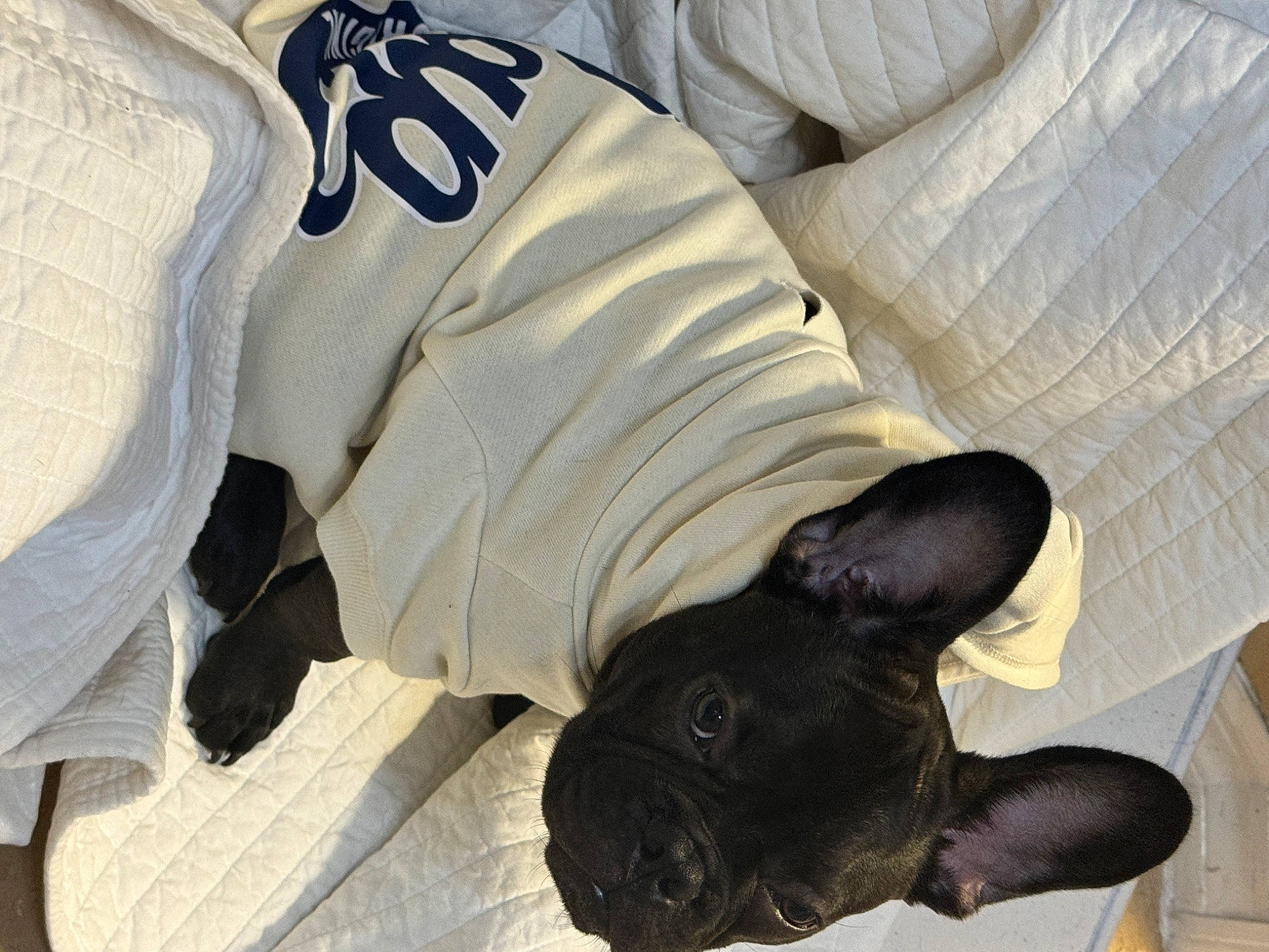 Theo joined the competition — help win amazing prizes! boston_terrier, bulldog, canidae, carnivore, comfort, companion_dog, dog, dog_breed, ear, fawn, felidae, foot, fur, human_leg, snout, sporting_group, tail, toy_dog, whiskers, working_animal