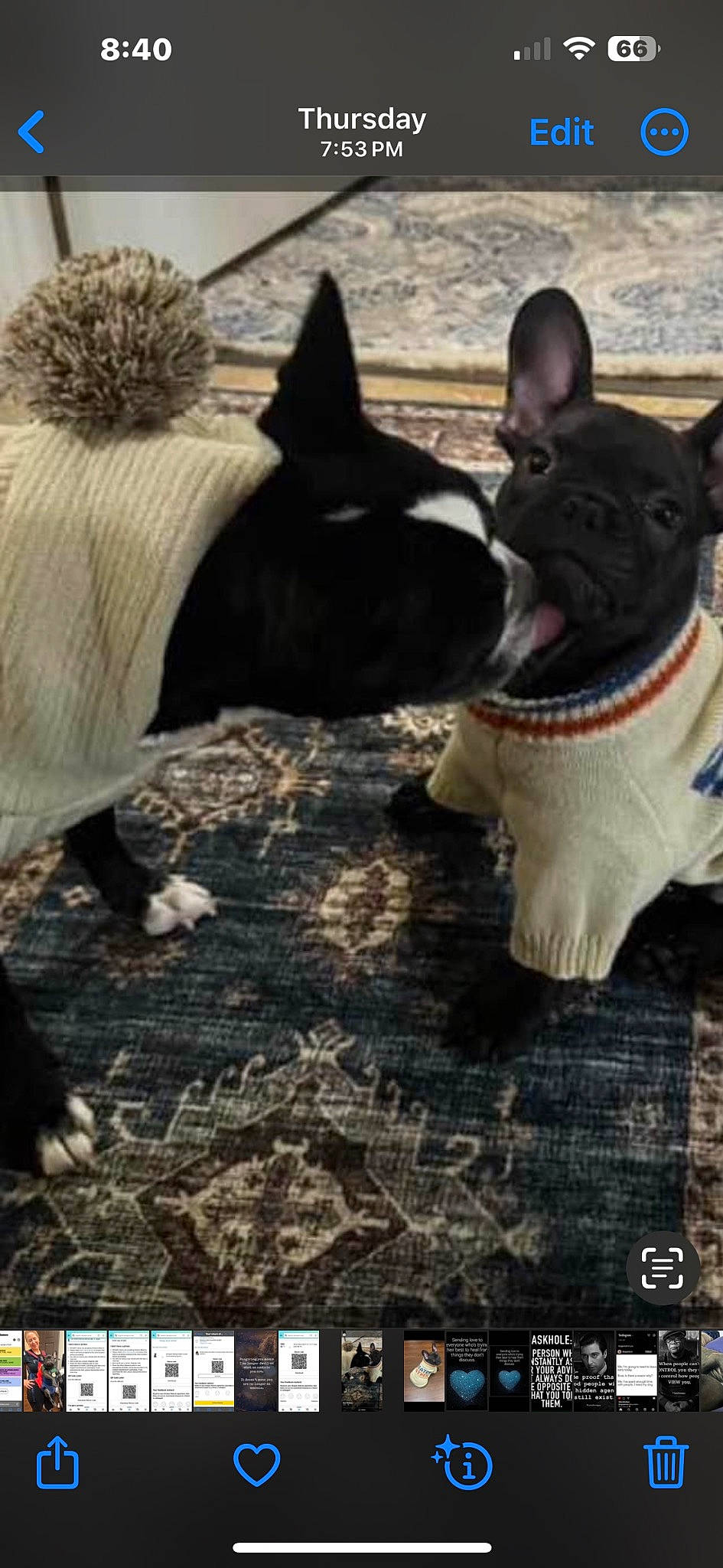 Theo is registered to the contest to win money with this photo: boston_terrier, bulldog, canidae, carmine, carnivore, comfort, companion_dog, dog, dog_breed, fawn, felidae, french_bulldog, fur, grass, snout, sporting_group, tail, terrestrial_animal, whiskers, working_animal