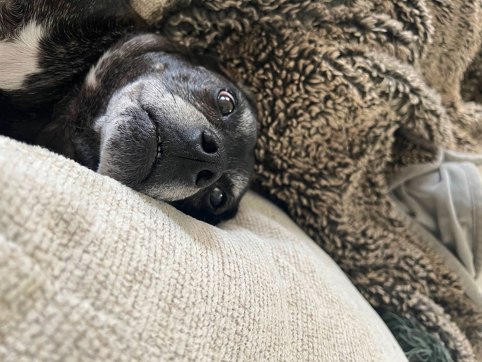 Gina is registered to the contest to win money with this photo: big_cats, california_sea_lion, carnivore, close_up, comfort, dog_breed, earless_seal, fawn, felidae, fur, fur_seal, grey, jaguar, leopard, marine_mammal, seal, snout, terrestrial_animal, whiskers, wildlife