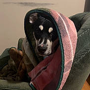 Walker is registered to the contest to win money with this photo: dog, blanket, armchair, indoor, cozy, black_and_white, fur, pet, animal, face, nose, ears, wood_floor, comfort, resting, wrapped, cute, looking, home, relaxed