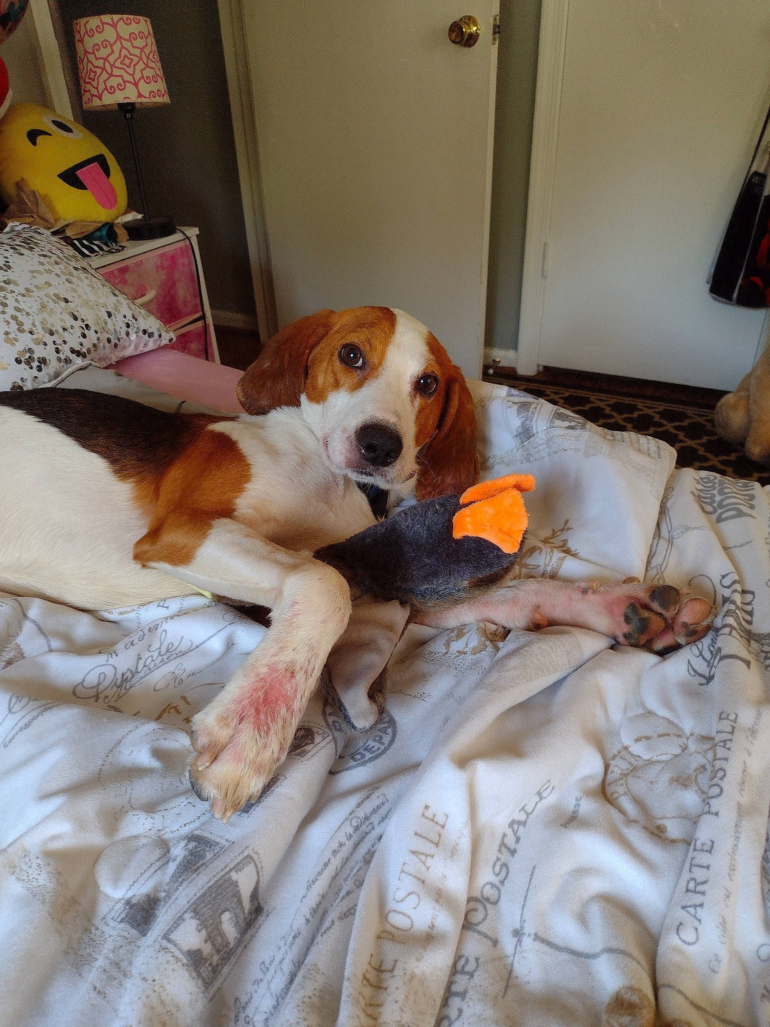 Buzz is registered to the contest to win money with this photo: ball, canidae, carnivore, comfort, companion_dog, dog, dog_breed, door, fawn, flooring, fur, hardwood, hound, linens, room, scent_hound, sporting_group, toy, wood, working_animal