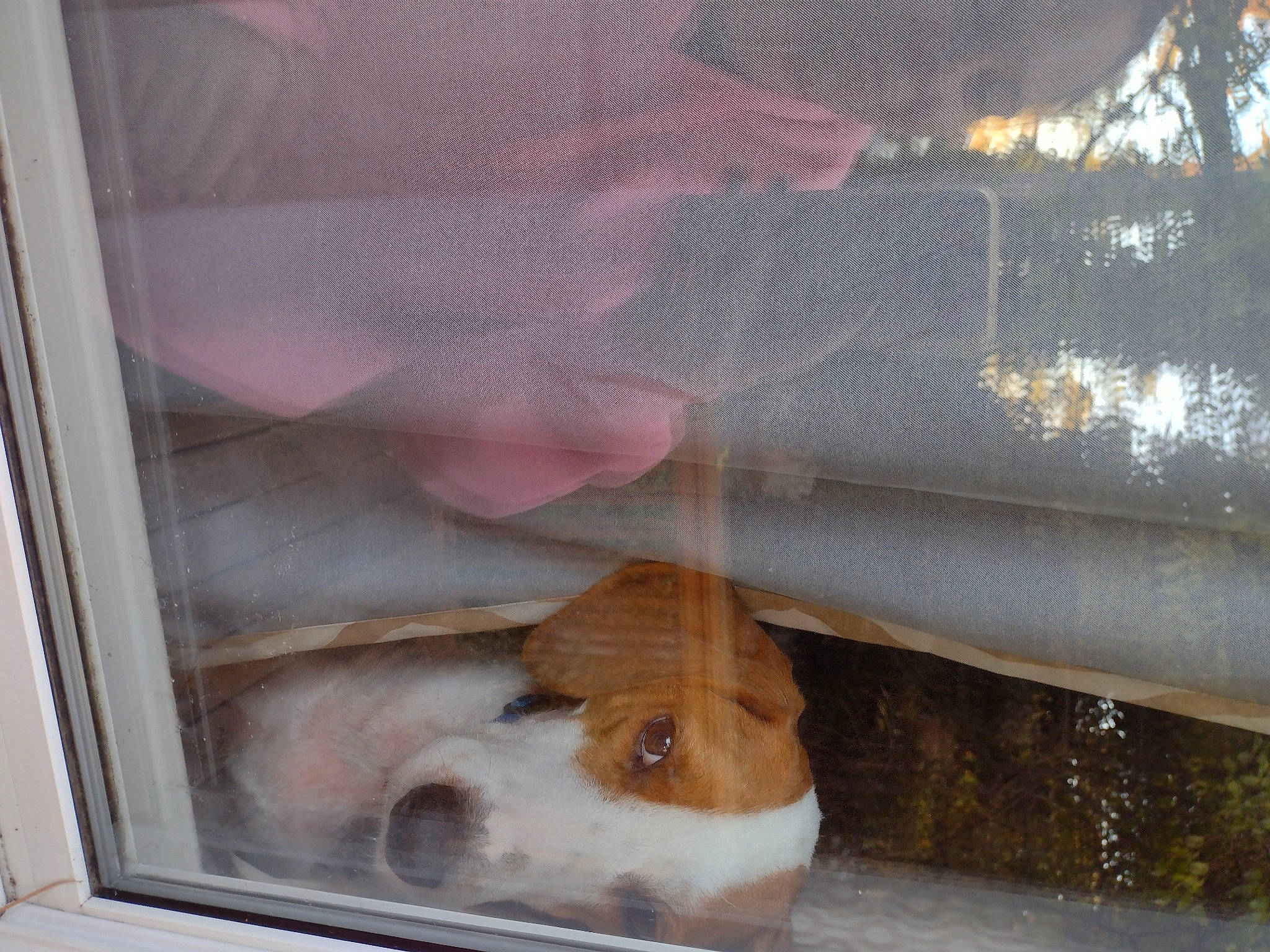 Buzz joined the competition — help win amazing prizes! art, automotive_exterior, canidae, dog_breed, fawn, fur, glass, rabbit, rabbits_and_hares, snout, sporting_group, tail, tints_and_shades, vehicle_door, whiskers, window, windshield, wood