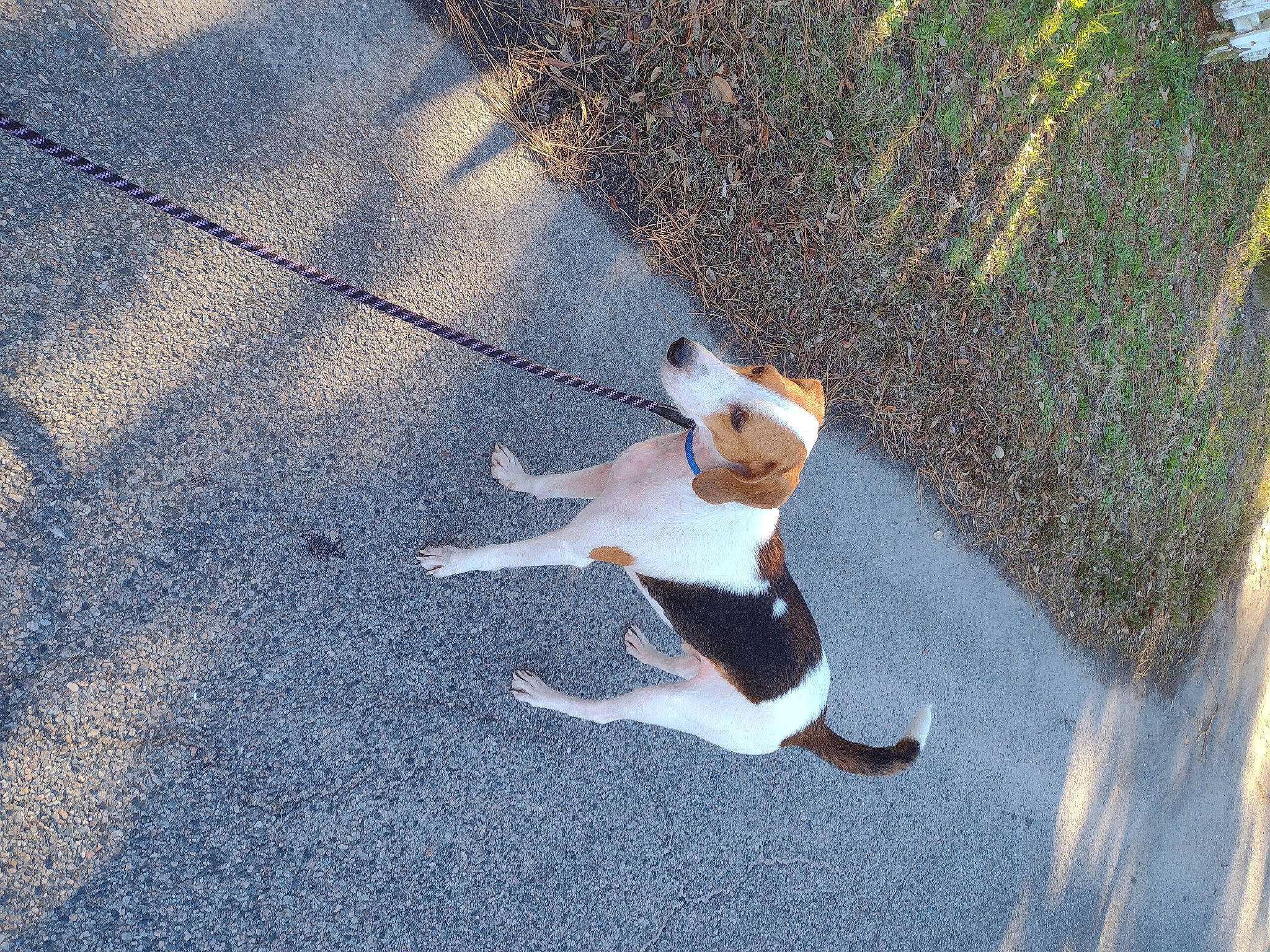 Buzz is registered to the contest to win money with this photo: asphalt, carnivore, companion_dog, concrete, dog_breed, fawn, grass, human_leg, leisure, plant, recreation, road, road_surface, shadow, sidewalk, soil, sporting_group, tail, tree, wood