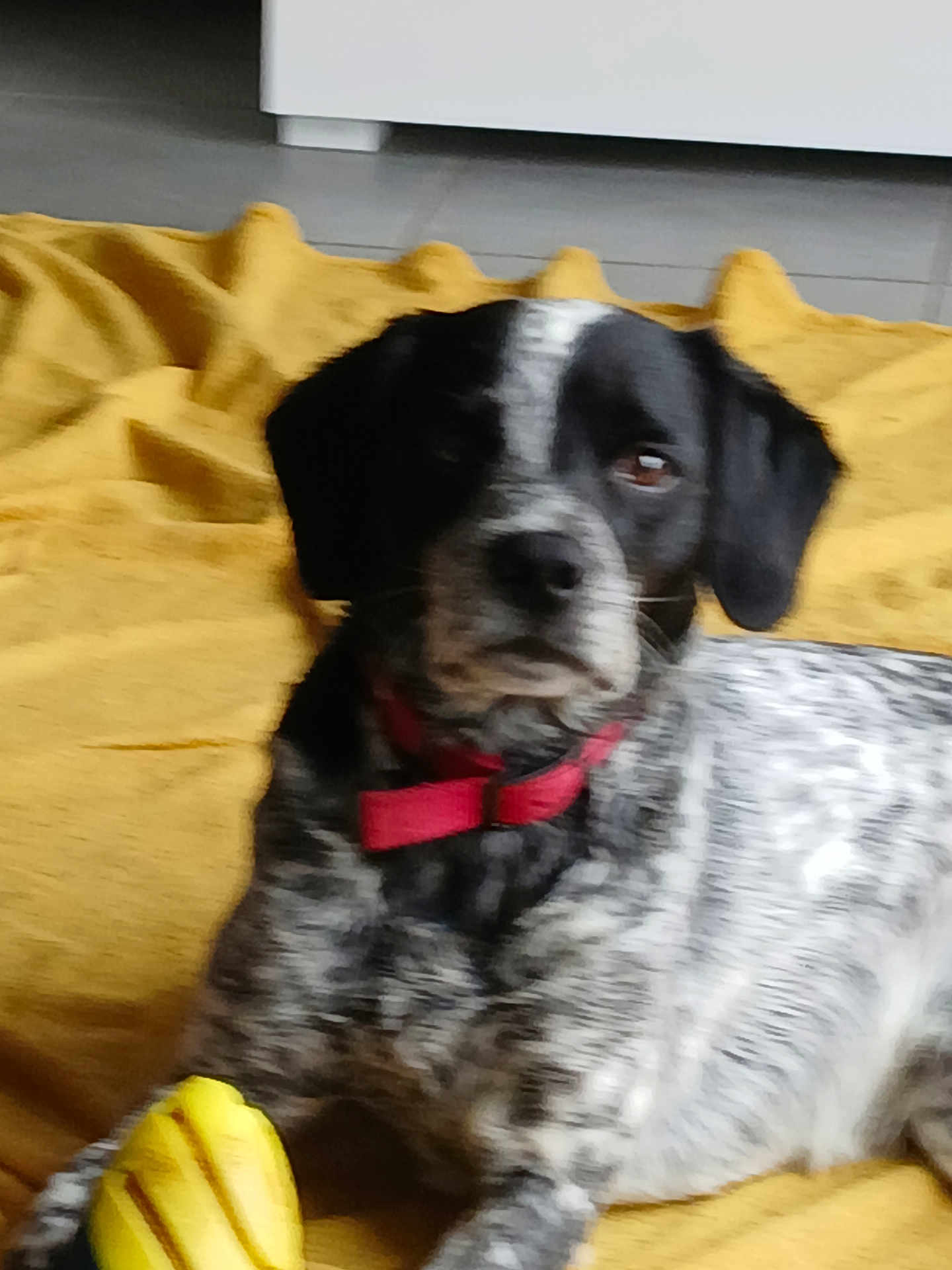Nouki a rejoint le concours — aidez-le/la à gagner de superbes lots ! dog, pet, collar, toy, yellow_blanket, indoor, tiled_floor, white_furniture, black_and_white, lying_down, animal, paw, playful, domestic, canine, fur, resting, companion, blurred, cute