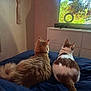 Ollie joined the competition — help win amazing prizes! back_view, bed, blanket, cat, cozy, domestic_animal, dresser, ears, fur, indoor, living_room, navy_bedding, orange_tabby, pet, tail, television, tv_screen, two_cats, watching_tv, white_and_ginger_cat