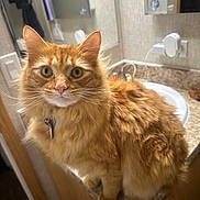 Ollie joined the competition — help win amazing prizes! bathroom, cabinet, cat, collar, countertop, curious, feline, fur, ginger_cat, green_eyes, longhair, mirror, pet, plug, portrait, power_outlet, sink, tag, toothbrush, whiskers