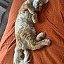 bed, bedding, blanket, cat, close_up, cozy, cute, feline, fur, ginger_cat, indoor, nap, orange, paws, pet, portrait, relaxed, sleeping, tail, whiskers