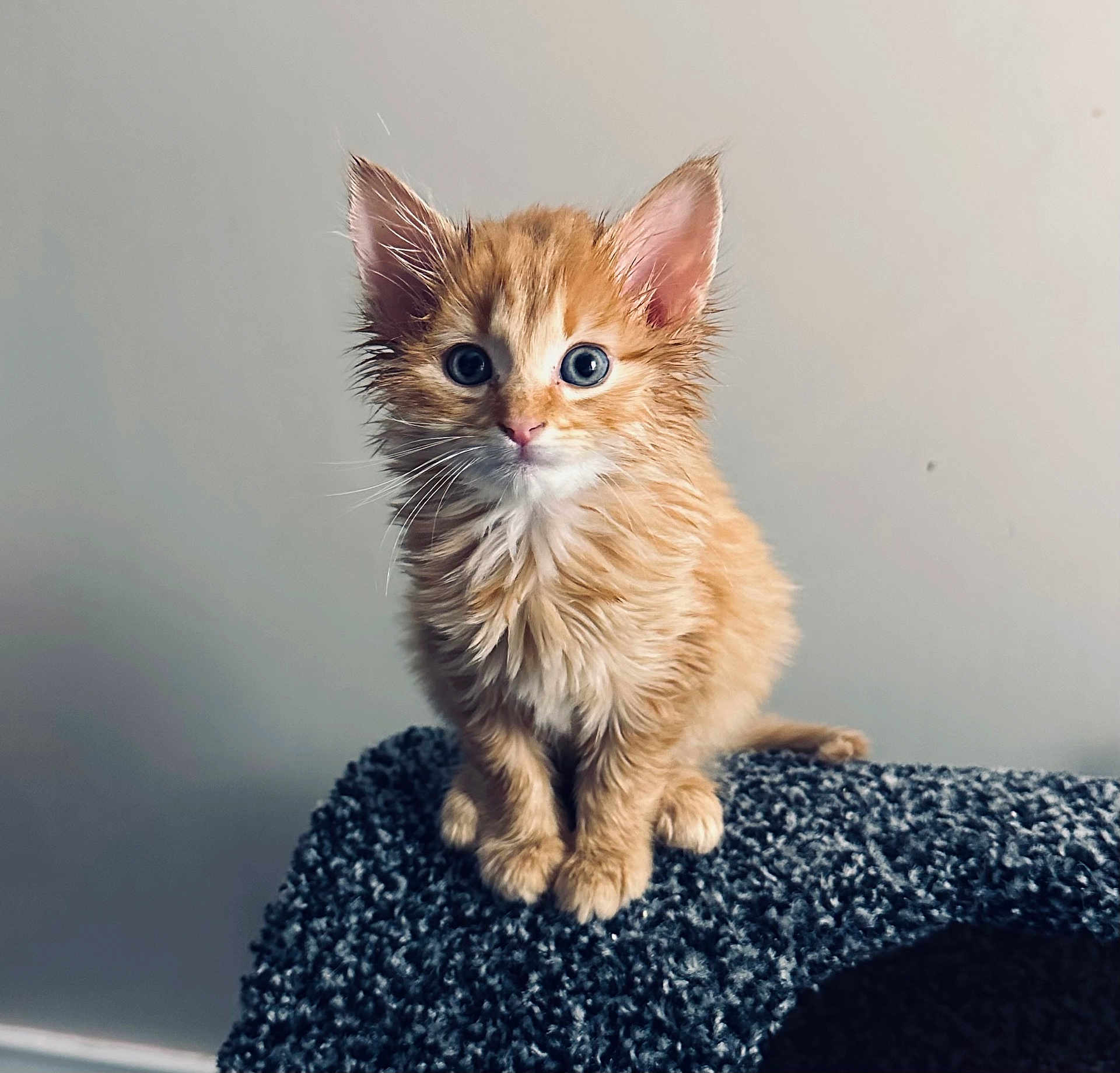 Ollie is registered to the contest to win money with this photo: carpeted_surface, cat, cat_tree, closeup, curious, fluffy_fur, ginger_cat, indoor, kitten, neutral_background, orange_fur, paws, pet_photography, portrait, sitting, small_pet, soft_lighting, whiskers, wide_eyes, young