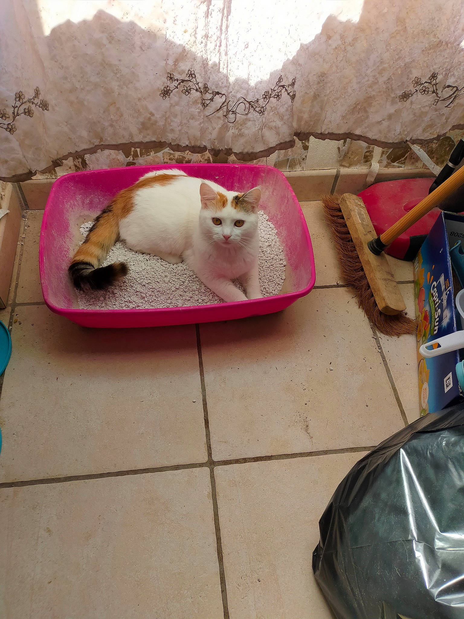 Miel participe au concours pour gagner de l'argent avec cette photo : automotive_design, automotive_exterior, automotive_lighting, automotive_tire, carnivore, cat, comfort, fawn, felidae, fender, flooring, hood, magenta, motor_vehicle, pink, small_to_medium_sized_cats, tail, vehicle, whiskers, wood