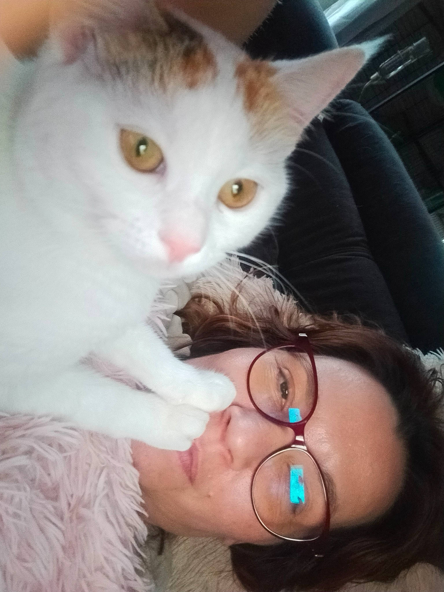 Miel participe au concours pour gagner de l'argent avec cette photo : carnivore, cat, ear, eyebrow, eyelash, eyewear, fawn, felidae, gesture, glasses, happy, iris, nail, neck, nose, organ, small_to_medium_sized_cats, sunglasses, vision_care, whiskers