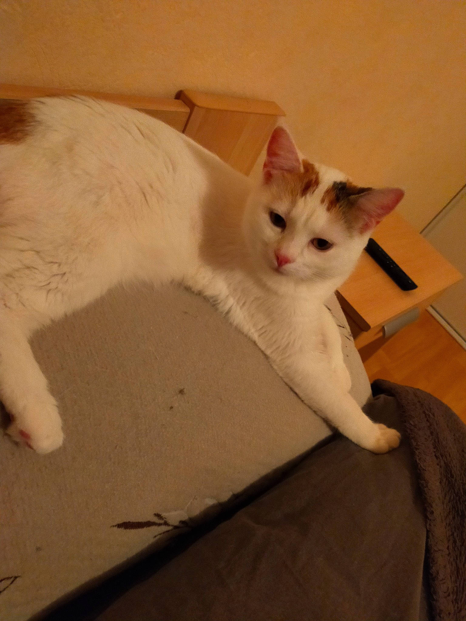 Miel participe au concours pour gagner de l'argent avec cette photo : box, cardboard, carnivore, cat, chair, comfort, domestic_short_haired_cat, fawn, felidae, flooring, fur, hardwood, paw, plaster, sitting, small_to_medium_sized_cats, snout, tail, whiskers, wood