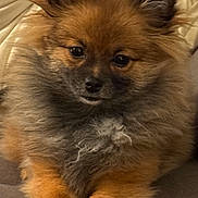 Ember joined the competition — help win amazing prizes! puppy, dog, fluffy, brown, gray, couch, indoor, pet, cute, animal, fur, relaxed, small_dog, ears, face, paws, home, cozy, closeup, companion