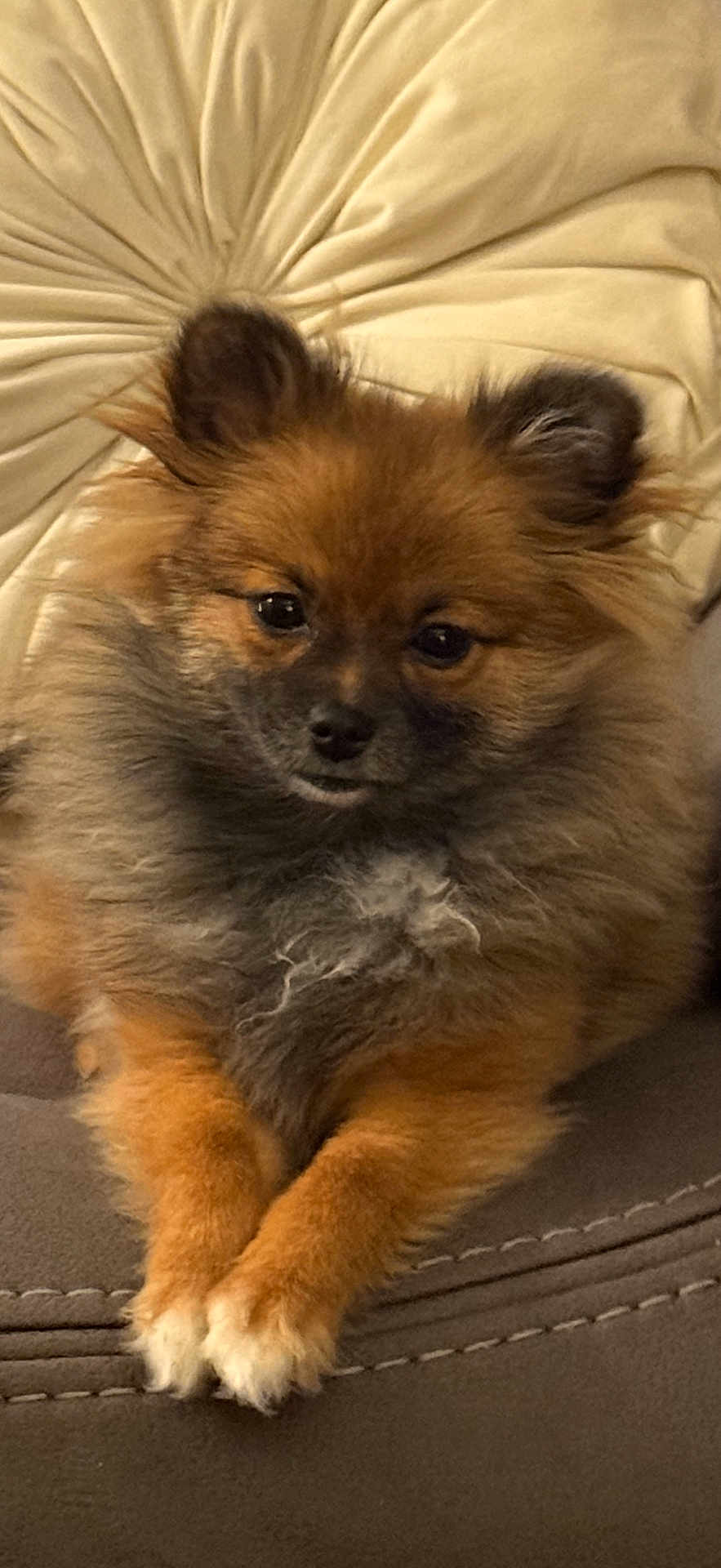 Ember