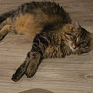 Mimi participe au concours pour gagner de l'argent avec cette photo : cat, tabby, feline, pet, indoor, floor, wooden_floor, fur, whiskers, eyes, curious, relaxed, lying_down, animal, mammal, domestic, cute, fluffy, striped, paws