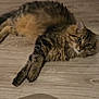 cat, tabby, feline, pet, indoor, floor, wooden_floor, fur, whiskers, eyes, curious, relaxed, lying_down, animal, mammal, domestic, cute, fluffy, striped, paws