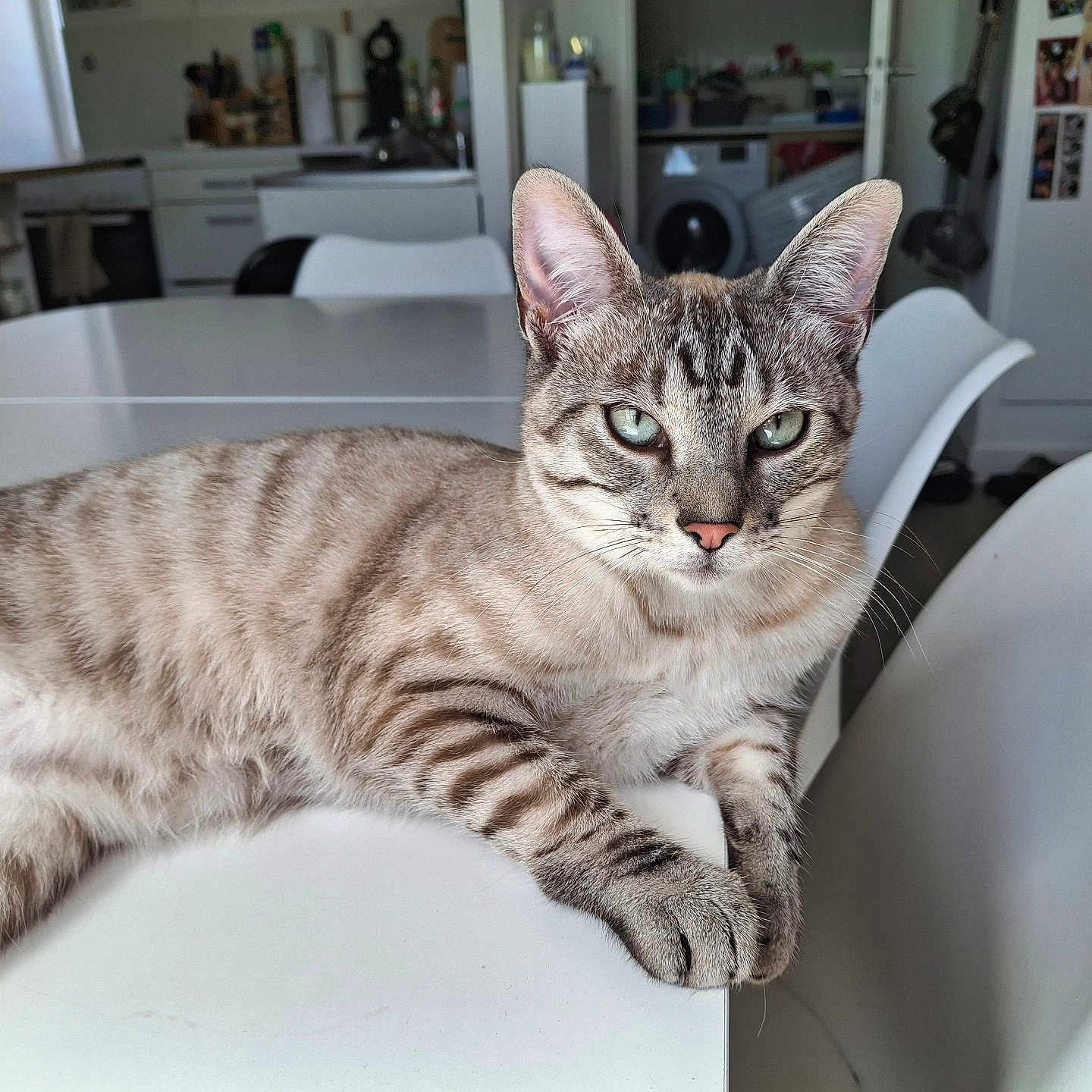 Yummi participe au concours pour gagner de l'argent avec cette photo : cat, tabby_cat, feline, animal, pet, table, chair, kitchen, appliance, refrigerator, photo_collage, indoor, domestic, fur, whiskers, eyes, relaxed, home, furniture, modern