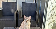 Yummi participe au concours pour gagner de l'argent avec cette photo : cat, blue_eyes, wicker_chair, wicker_table, outdoor, patio, sunlight, sign, decor, wall, floor, furniture, sitting, curious, animal, pet, domestic_cat, striped_cat, relaxing, daylight
