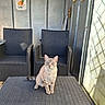 cat, blue_eyes, wicker_chair, wicker_table, outdoor, patio, sunlight, sign, decor, wall, floor, furniture, sitting, curious, animal, pet, domestic_cat, striped_cat, relaxing, daylight