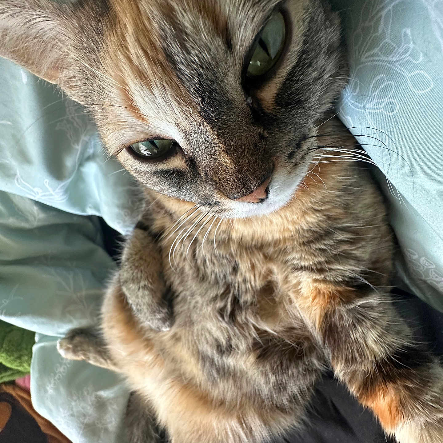 Rubi is registered to the contest to win money with this photo: animal, bed, blanket, cat, close_up, comfort, cozy, cute, feline, fur, green_eyes, indoor, mammal, pet, relaxed, resting, sleepy, soft, tabby_cat, whiskers