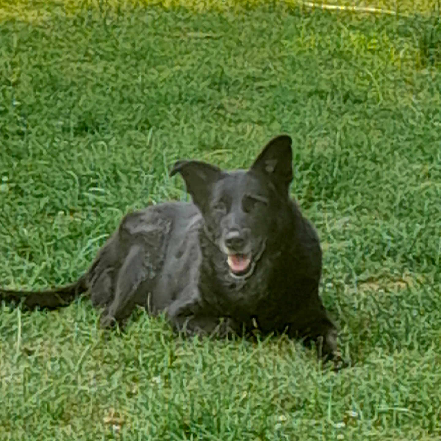 Loundra a rejoint le concours — aidez-le/la à gagner de superbes lots ! animal, black_dog, canine, daylight, dog, ears, field, friendly, fur, grass, grassland, happy, lying_down, mammal, nature, outdoor, pet, relaxed, smiling, tongue_out