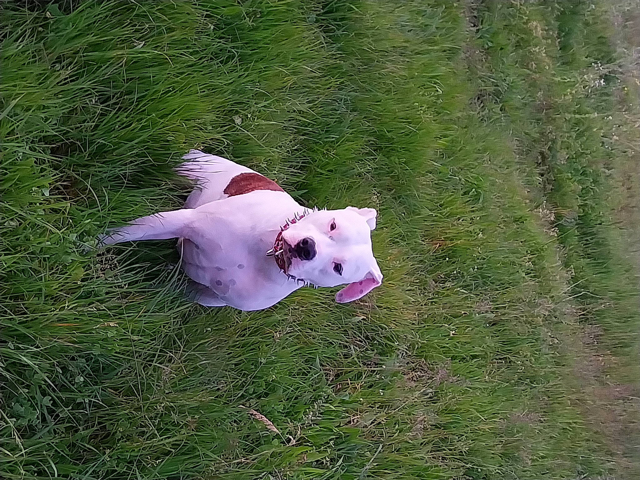 Sokrate participe au concours pour gagner de l'argent avec cette photo : canidae, carnivore, collar, companion_dog, dog, dog_breed, dogo_guatemalteco, fawn, grass, grassland, livestock, meadow, pasture, plant, snout, sporting_group, tail, terrestrial_animal, terrier, working_animal