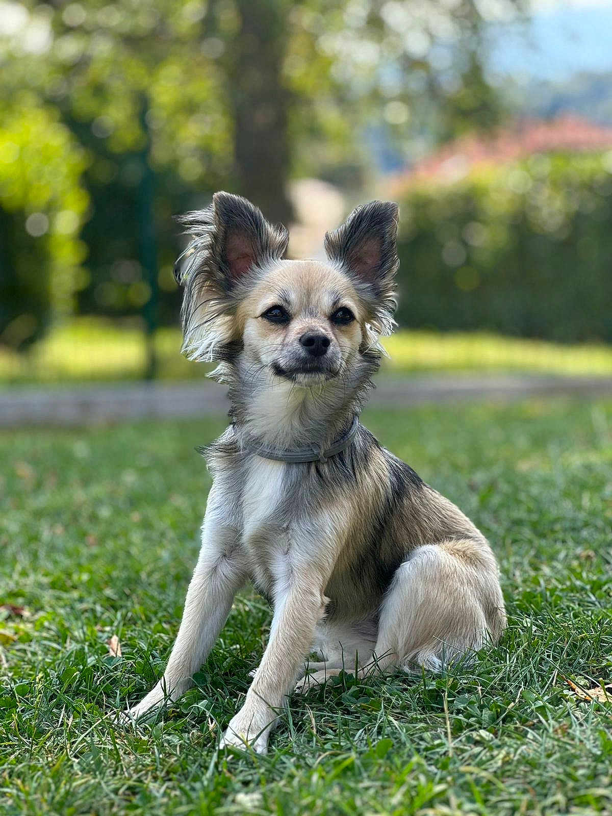 Avry a rejoint le concours — aidez-le/la à gagner de superbes lots ! dog, outdoor, grass, pet, animal, canine, ears, fur, sitting, nature, sunlight, portrait, cute, happy, collar, shallow_depth_of_field, greenery, smiling, friendly, animal_portrait