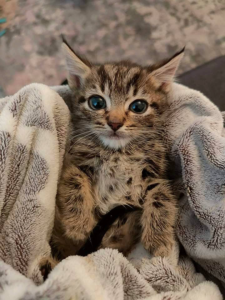 Alan is registered to the contest to win money with this photo: carnivore, cat, claw, close_up, felidae, fur, grass, organism, paw, small_to_medium_sized_cats, snout, terrestrial_animal, whiskers, wildlife