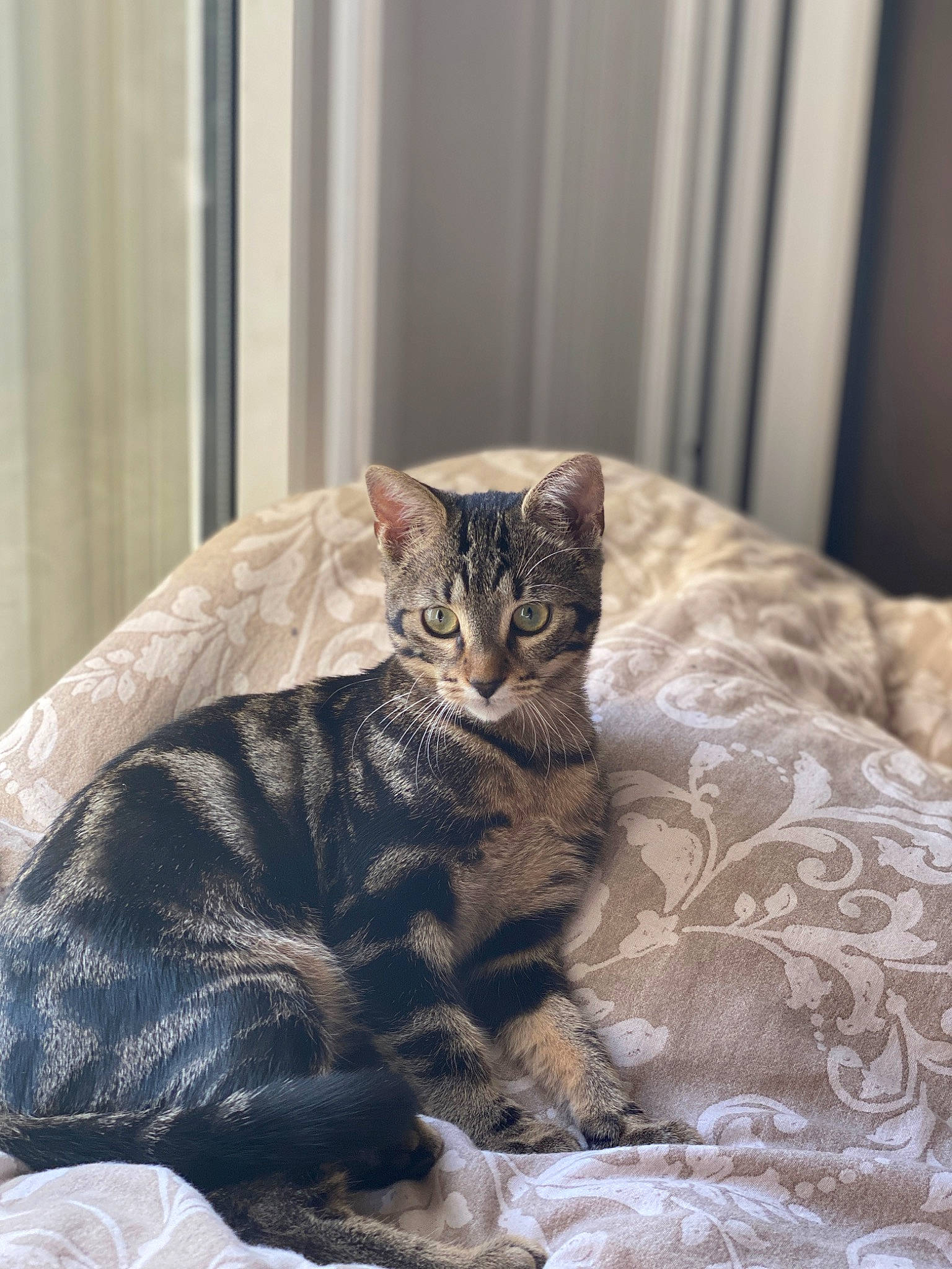 Bibiche a rejoint le concours — aidez-le/la à gagner de superbes lots ! brown, carnivore, cat, cat_supply, comfort, domestic_short_haired_cat, eye, fawn, felidae, fur, pet_supply, room, sitting, small_to_medium_sized_cats, snout, tail, terrestrial_animal, whiskers, window, wood