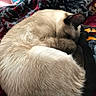Sully is registered to the contest to win money with this photo: cat, sleeping, curled_up, feline, fur, blanket, indoor, cozy, resting, animal, pet, soft, pattern, brown, black, cream, close_up, warm, relaxation, comfort