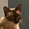 Sully is registered to the contest to win money with this photo: cat, siamese_cat, close_up, whiskers, ears, animal, pet, feline, indoor, portrait, soft_focus, grainy, low_light, face, fur, cute, domestic_animal, mammal, whiskers_visible, side_view