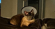 Sully joined the competition — help win amazing prizes! cat, cone, protective_collar, couch, leather, indoor, fireplace, stocking, pet, animal, brown, cream, ears, face, feline, resting, domestic, home, furniture, quiet