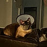 animal, brown, cat, cone, couch, cream, domestic, ears, face, feline, fireplace, furniture, home, indoor, leather, pet, protective_collar, quiet, resting, stocking