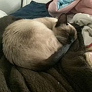 Sully is registered to the contest to win money with this photo: cat, siamese_cat, sleeping, curled_up, blanket, bed, comforter, cozy, indoor, feline, pet, fur, resting, tail, soft, warm, cute, domestic_animal, relaxation, home