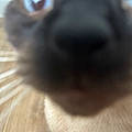 Meow B.