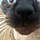 Meow B.
