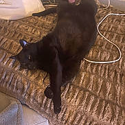 Rango is registered to the contest to win money with this photo: bed, black_cat, blanket, cat, charger_cable, couch, cozy, domestic, fur, home, indoors, living_room, lounging, paw, pet, pillow, relaxed, sleeping, textured_surface, whiskers