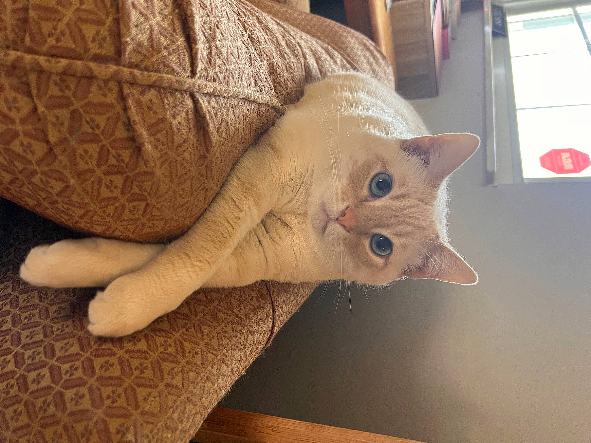 Blue is registered to the contest to win money with this photo: carnivore, cat, claw, comfort, domestic_short_haired_cat, fawn, felidae, flooring, fur, hardwood, human_leg, linens, paw, small_to_medium_sized_cats, tail, thread, whiskers, window, wood, wool