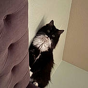 Tuxedo is registered to the contest to win money with this photo: cat, black_and_white, fluffy, indoor, couch, purple_couch, curious, pet, animal, feline, whiskers, paws, sitting, wall, corner, home, furniture, cute, looking, domestic