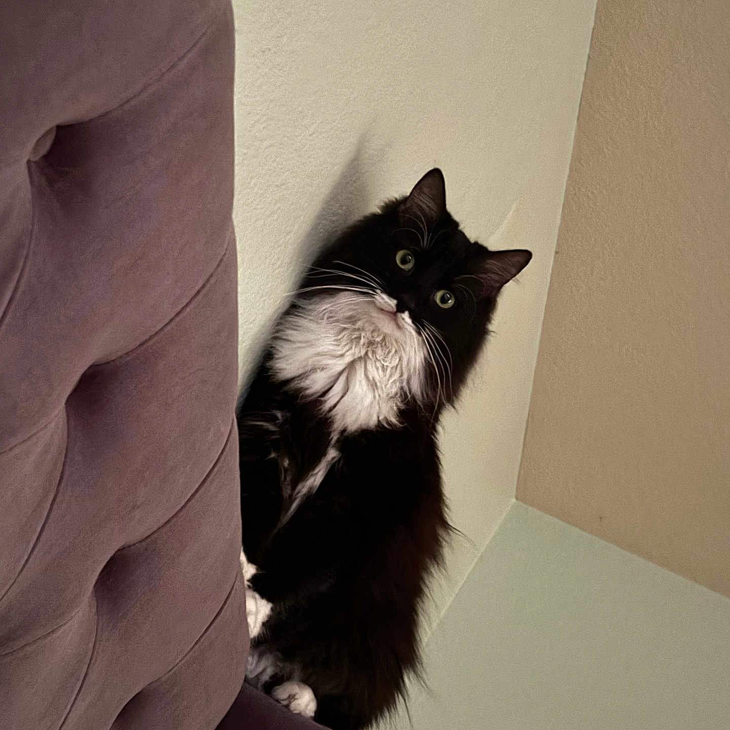 Tuxedo is registered to the contest to win money with this photo: animal, black_and_white, cat, corner, couch, curious, cute, domestic, feline, fluffy, furniture, home, indoor, looking, paws, pet, purple_couch, sitting, wall, whiskers