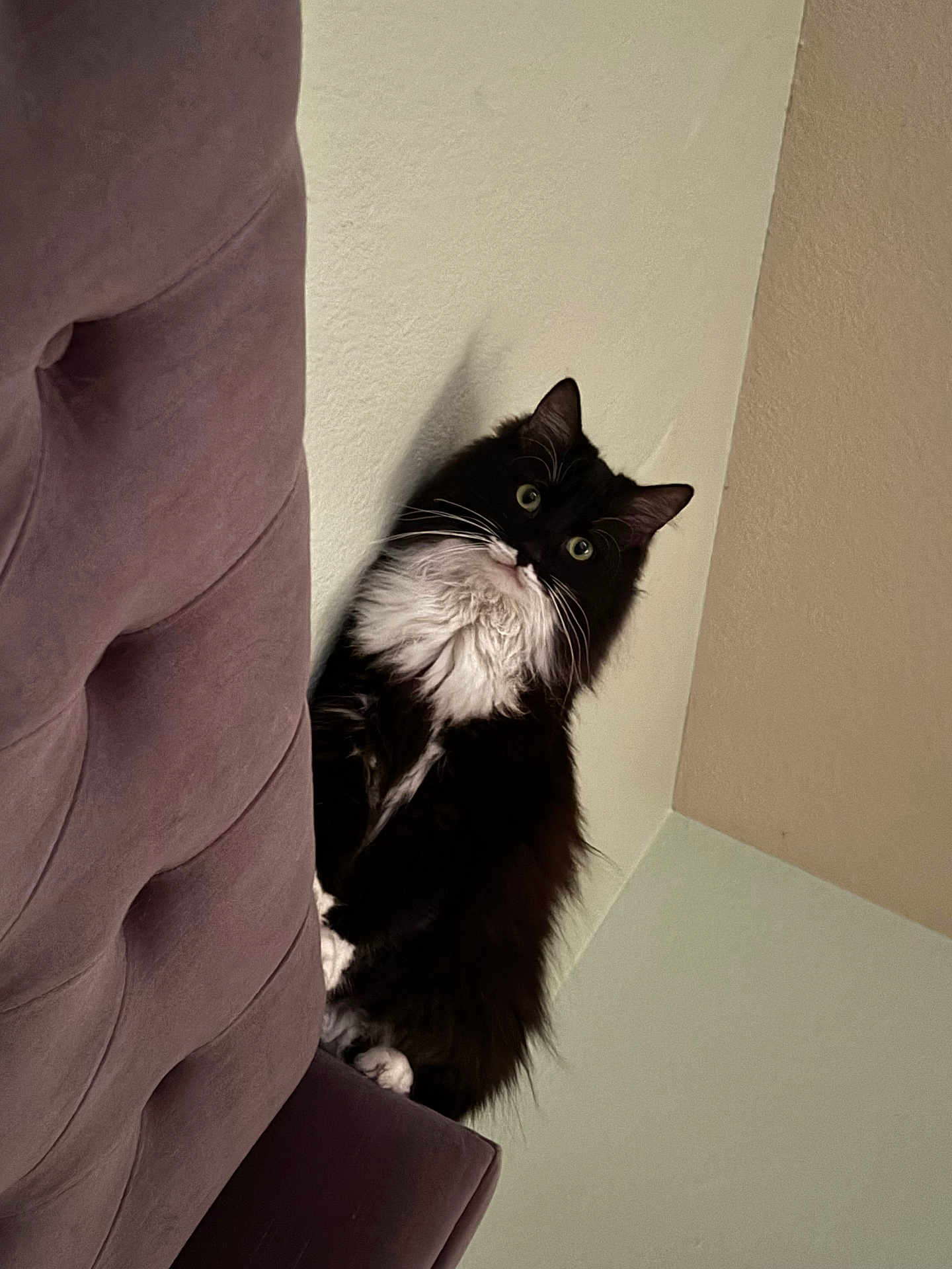 Tuxedo is registered to the contest to win money with this photo: cat, black_and_white, fluffy, indoor, couch, purple_couch, curious, pet, animal, feline, whiskers, paws, sitting, wall, corner, home, furniture, cute, looking, domestic