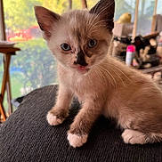 Ipsy joined the competition — help win amazing prizes! kitten, cat, blue_eyes, indoor, close_up, fur, pet, young_animal, cute, whiskers, sitting, soft_light, domestic, small, adorable, face, paw, texture, background_blur, household
