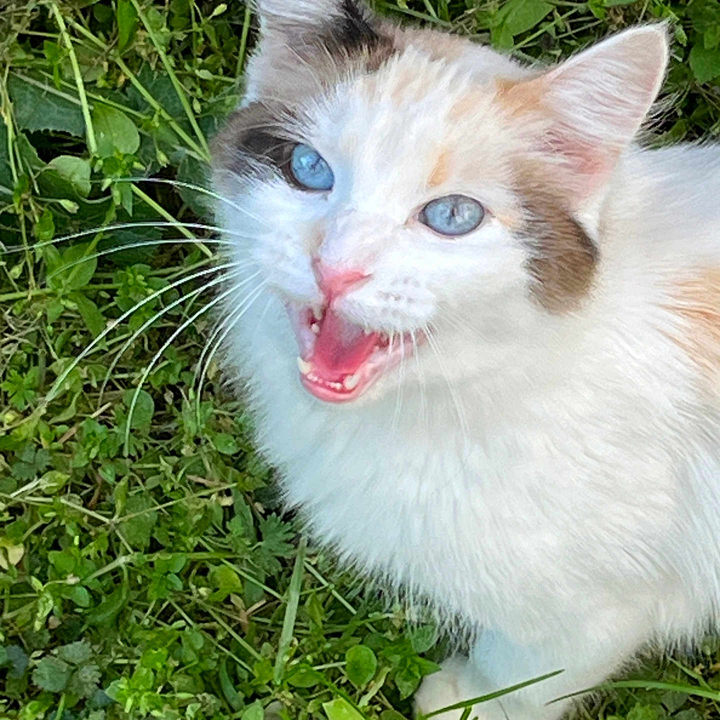 Chloe